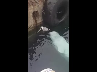 the beluga has a new friend